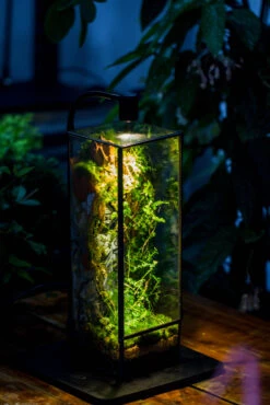 NCYP Close 11.8" Tall Geometric Glass Terrarium With Door, Tin Sealed Pillar, Planter For Moss Wall, Fern, Pitcher Plants, Tropical Plants -Terrarium Plant Hub IMG 8530 d1032128 cd97 4734 a016 088859a9a18c
