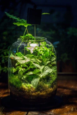 Terrarium Planting Kit Glass Jar And Black LED Grow Light With Base Kit, With Planting Material, DIY Kit 19 Terrarium Planting Kit Glass Jar And Black LED Grow Light With Base Kit, With Planting Material, DIY Kit -Terrarium Plant Hub IMG 8534