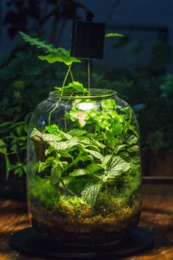 Terrarium Planting Kit Glass Jar And Black LED Grow Light With Base Kit, With Planting Material, DIY Kit 20 Terrarium Planting Kit Glass Jar And Black LED Grow Light With Base Kit, With Planting Material, DIY Kit -Terrarium Plant Hub IMG 8535 03062fde 6044 4692 8587 ae55684642c2