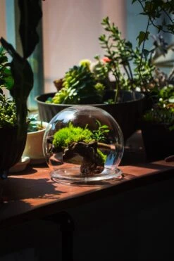 Large Glass Globe Cloche Terrarium With Glass Base And Metal Base Set -Terrarium Plant Hub IMG 8578
