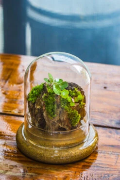 Round Glass Cloche Terrarium 12 Cm Diameter X 15cm Height With Matching Warm White Spot LED Grow Light And Base Set -Terrarium Plant Hub IMG 8578 dcb3ffe8 1b5b 48dc 8d2d cc1b28db8e47