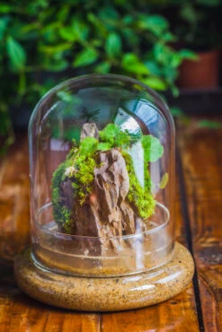 Round Glass Cloche Terrarium 12 Cm Diameter X 15cm Height With Matching Warm White Spot LED Grow Light And Base Set -Terrarium Plant Hub IMG 8582