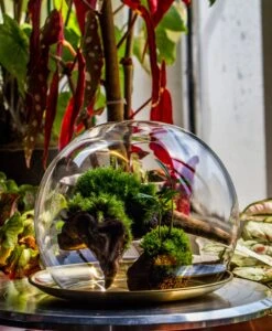 Large Glass Globe Cloche Terrarium With Glass Base And Metal Base Set -Terrarium Plant Hub IMG 8589