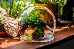 Large Glass Globe Cloche Terrarium With Glass Base And Metal Base Set -Terrarium Plant Hub IMG 8606