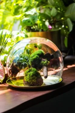 Large Glass Globe Cloche Terrarium With Glass Base And Metal Base Set -Terrarium Plant Hub IMG 8609