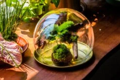 Large Glass Globe Cloche Terrarium With Glass Base And Metal Base Set -Terrarium Plant Hub IMG 8613