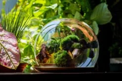 Large Glass Globe Cloche Terrarium With Glass Base And Metal Base Set -Terrarium Plant Hub IMG 8618