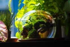 Large Glass Globe Cloche Terrarium With Glass Base And Metal Base Set -Terrarium Plant Hub IMG 8619 2