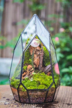Cliff Terrarium Building DIY Set: Live Moss Cliff TearDrop Close Terrarium With Matching LED Grow Light And Base -Terrarium Plant Hub IMG 8632