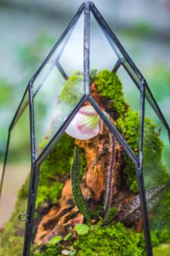 Cliff Terrarium Building DIY Set: Live Moss Cliff TearDrop Close Terrarium With Matching LED Grow Light And Base -Terrarium Plant Hub IMG 8635