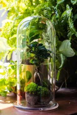 Tall Glass Dome With Glass Base And Gold Metal Base Set -Terrarium Plant Hub IMG 8639