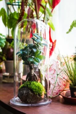 Tall Glass Dome With Glass Base And Gold Metal Base Set -Terrarium Plant Hub IMG 8645