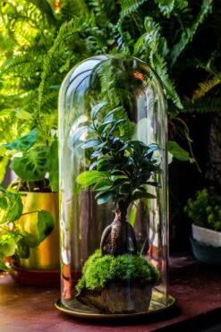 Tall Glass Dome With Glass Base And Gold Metal Base Set -Terrarium Plant Hub IMG 8649