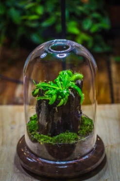 Round Glass Cloche Terrarium 12 Cm Diameter X 18cm Height With Matching Warm White Spot LED Grow Light And Base Set -Terrarium Plant Hub IMG 8649 3b86a440 94c3 4ed1 8659 8fd123fbfb52