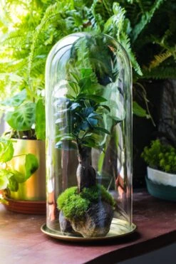 Tall Glass Dome With Glass Base And Gold Metal Base Set -Terrarium Plant Hub IMG 8650 2