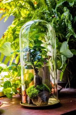 Tall Glass Dome With Glass Base And Gold Metal Base Set -Terrarium Plant Hub IMG 8651