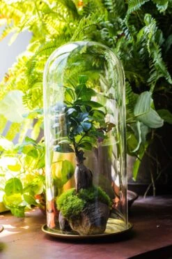 Tall Glass Dome With Glass Base And Gold Metal Base Set -Terrarium Plant Hub IMG 8652