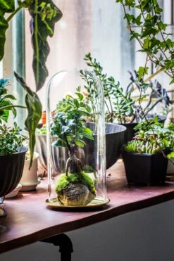 Tall Glass Dome With Glass Base And Gold Metal Base Set -Terrarium Plant Hub IMG 8653