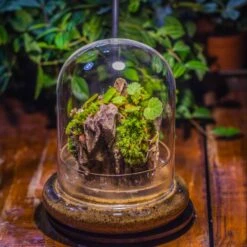 Round Glass Cloche Terrarium 12 Cm Diameter X 15cm Height With Matching Warm White Spot LED Grow Light And Base Set -Terrarium Plant Hub IMG 8654