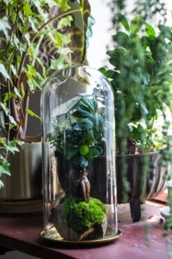Tall Glass Dome With Glass Base And Gold Metal Base Set -Terrarium Plant Hub IMG 8654 3