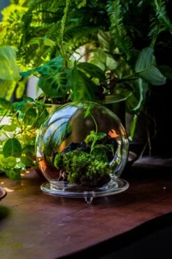 Large Glass Globe Cloche Terrarium With Glass Base And Metal Base Set -Terrarium Plant Hub IMG 8656