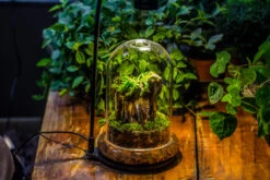 Glass Dome Cloche Set With Air Hole - 5.9 X 5.9 X 8.2" Indoor, Suitable For Southern, Tropical Area -Terrarium Plant Hub IMG 8663