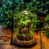 Round Glass Cloche Terrarium 12 Cm Diameter X 18cm Height With Matching Warm White Spot LED Grow Light And Base Set -Terrarium Plant Hub IMG 8663 3a45be47 8e00 4243 9deb 66b93f93784a