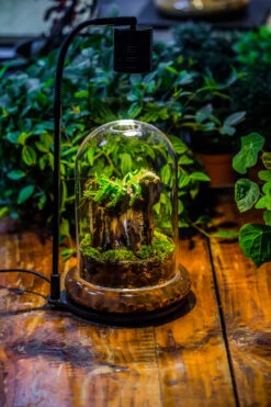 Round Glass Cloche Terrarium 12 Cm Diameter X 18cm Height With Matching Warm White Spot LED Grow Light And Base Set -Terrarium Plant Hub IMG 8664 a56fc41f 81b1 4bf4 bb6e 6076d7569abb 1