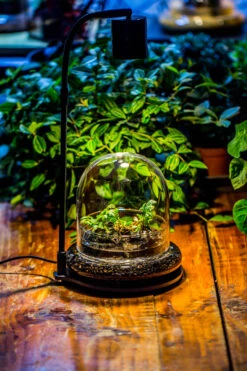 Round Glass Cloche Terrarium 12 Cm Diameter X 12cm Height With Matching Warm White Spot LED Grow Light And Base Set -Terrarium Plant Hub IMG 8666