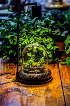 Round Glass Cloche Terrarium 12 Cm Diameter X 12cm Height With Matching Warm White Spot LED Grow Light And Base Set -Terrarium Plant Hub IMG 8666 2 ebbbf302 6684 47fa bed7 327b3258b8d8