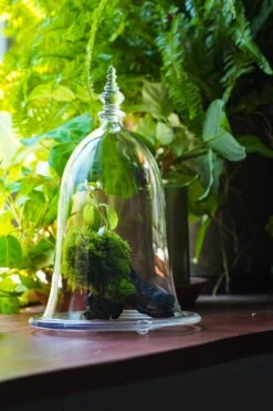 Bell Shape Glass Cloche With Glass Base And Gold Metal Base -Terrarium Plant Hub IMG 8668 2