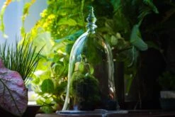 Bell Shape Glass Cloche With Glass Base And Gold Metal Base -Terrarium Plant Hub IMG 8669 2