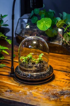 Round Glass Cloche Terrarium 12 Cm Diameter X 12cm Height With Matching Warm White Spot LED Grow Light And Base Set -Terrarium Plant Hub IMG 8669 53b5602f 0a97 4c2f 90e0 fa93167bafe2