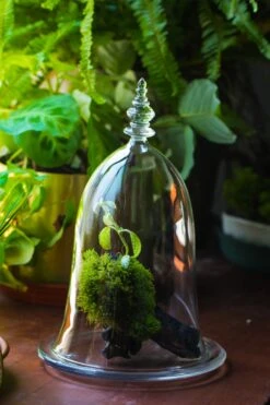 Bell Shape Glass Cloche With Glass Base And Gold Metal Base -Terrarium Plant Hub IMG 8670