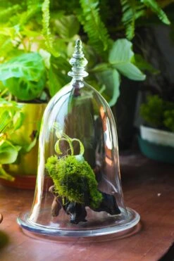 Bell Shape Glass Cloche With Glass Base And Gold Metal Base -Terrarium Plant Hub IMG 8672