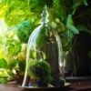 Bell Shape Glass Cloche With Glass Base And Gold Metal Base -Terrarium Plant Hub IMG 8673 2