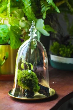 Bell Shape Glass Cloche With Glass Base And Gold Metal Base -Terrarium Plant Hub IMG 8674