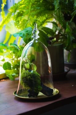 Bell Shape Glass Cloche With Glass Base And Gold Metal Base -Terrarium Plant Hub IMG 8675