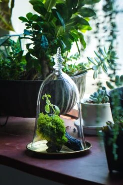 Bell Shape Glass Cloche With Glass Base And Gold Metal Base -Terrarium Plant Hub IMG 8678