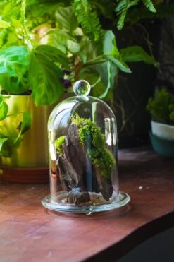 Round Tip Glass Dome Cloche With Glass Base And Gold Metal Base Set -Terrarium Plant Hub IMG 8680