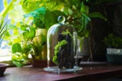 Round Tip Glass Dome Cloche With Glass Base And Gold Metal Base Set -Terrarium Plant Hub IMG 8682