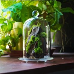 Round Tip Glass Dome Cloche With Glass Base And Gold Metal Base Set