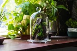 Round Tip Glass Dome Cloche With Glass Base And Gold Metal Base Set -Terrarium Plant Hub IMG 8683