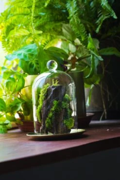 Round Tip Glass Dome Cloche With Glass Base And Gold Metal Base Set -Terrarium Plant Hub IMG 8687