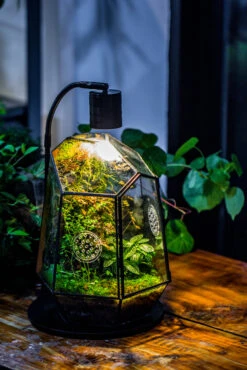 Planting Kit For This Close Geometric Tin Glass Terrarium With Door, Vent -Terrarium Plant Hub IMG 8689 917d2c47 96ec 4b3b 8b7c 55eaecbabf76