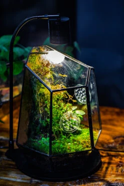 Planting Kit For This Close Geometric Tin Glass Terrarium With Door, Vent -Terrarium Plant Hub IMG 8690 ce6a67f5 17c1 43e3 ab63 c33a965e6971