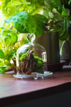 Heart Shape Tip Glass Cloche With Glass Base And Metal Gold Base Set 31 Heart Shape Tip Glass Cloche With Glass Base And Metal Gold Base Set -Terrarium Plant Hub IMG 8692