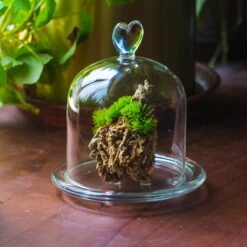 Heart Shape Tip Glass Cloche With Glass Base And Metal Gold Base Set 24 Heart Shape Tip Glass Cloche With Glass Base And Metal Gold Base Set -Terrarium Plant Hub IMG 8693