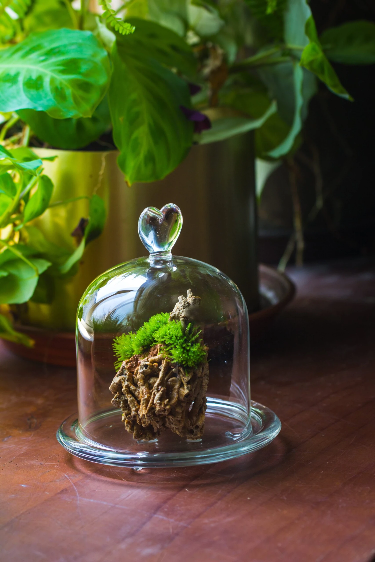 Heart Shape Tip Glass Cloche With Glass Base And Metal Gold Base Set 13 Heart Shape Tip Glass Cloche With Glass Base And Metal Gold Base Set - Image 11