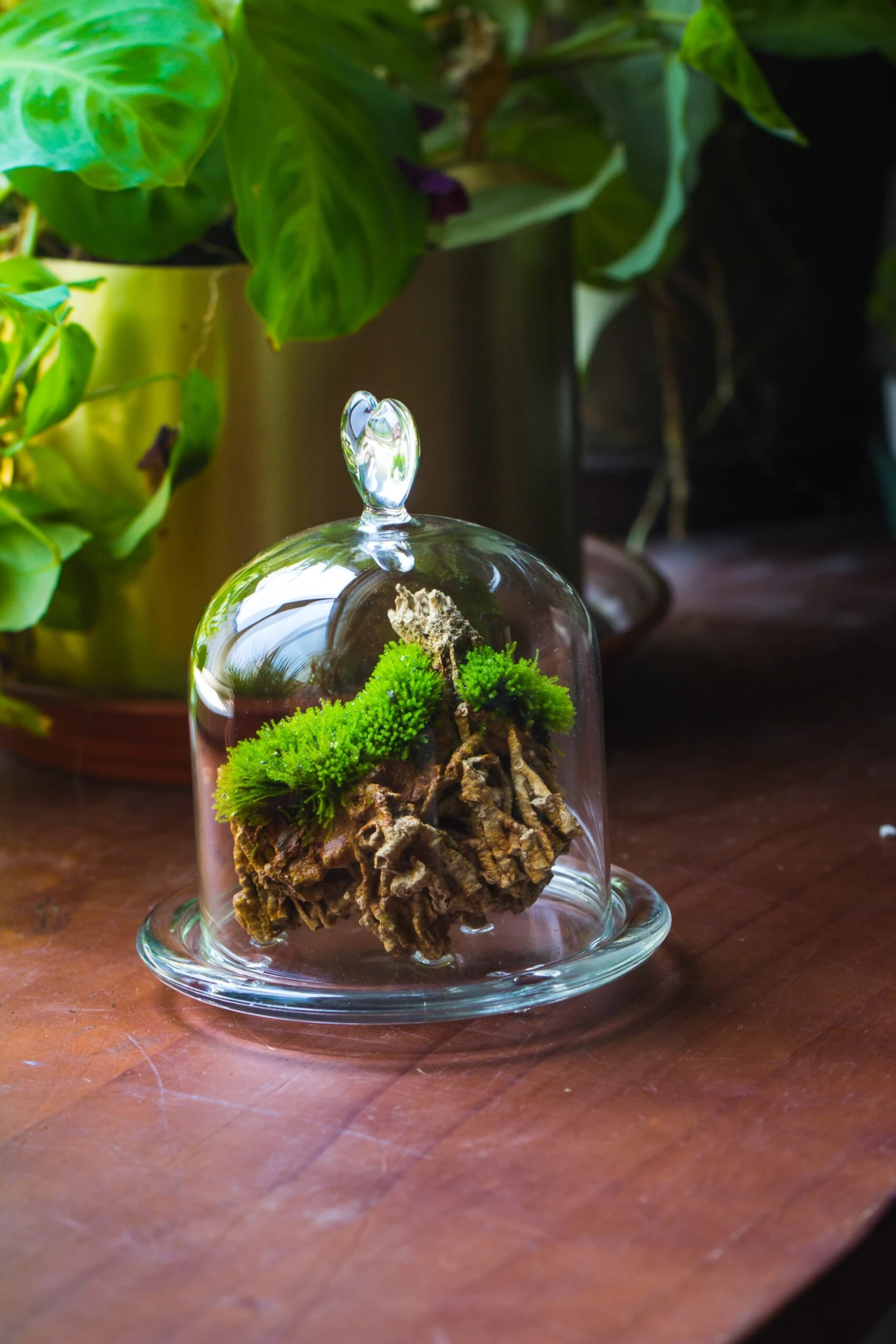 Heart Shape Tip Glass Cloche With Glass Base And Metal Gold Base Set 14 Heart Shape Tip Glass Cloche With Glass Base And Metal Gold Base Set - Image 12